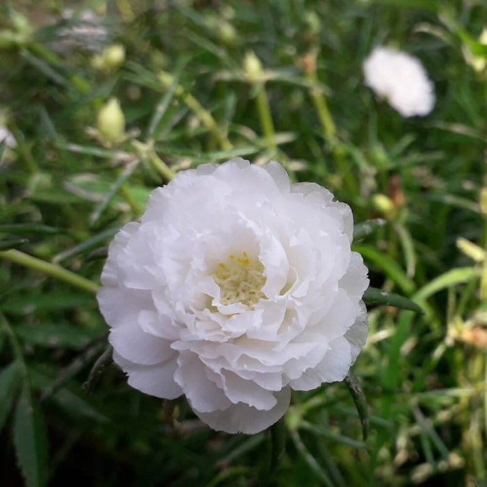 White Carnation Flower Seeds