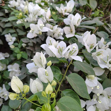 White Cascade Bougainvillea Seeds - Flower Plant