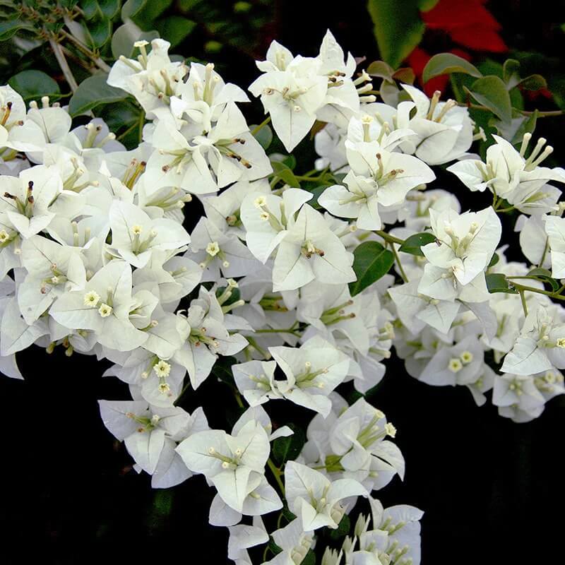 White Cascade Bougainvillea Seeds - Flower Plant