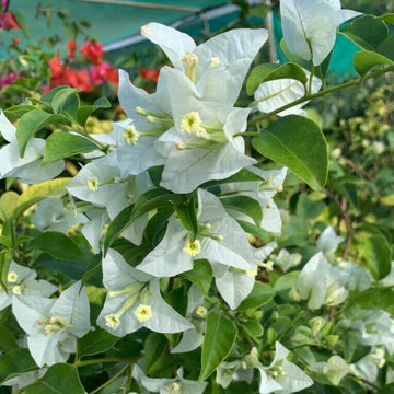 White Cascade Bougainvillea Seeds - Flower Plant