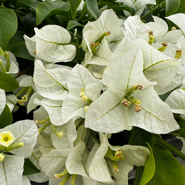 White Cascade Bougainvillea Seeds - Flower Plant