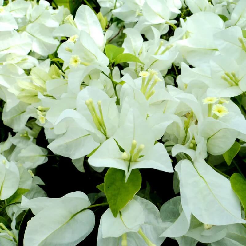 White Cascade Bougainvillea Seeds - Flower Plant