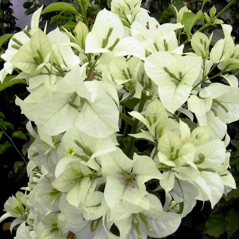 White Cascade Bougainvillea Seeds - Flower Plant