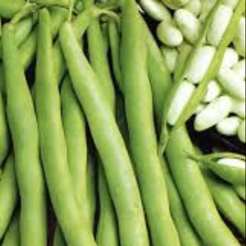 White Cattle Bean Seeds