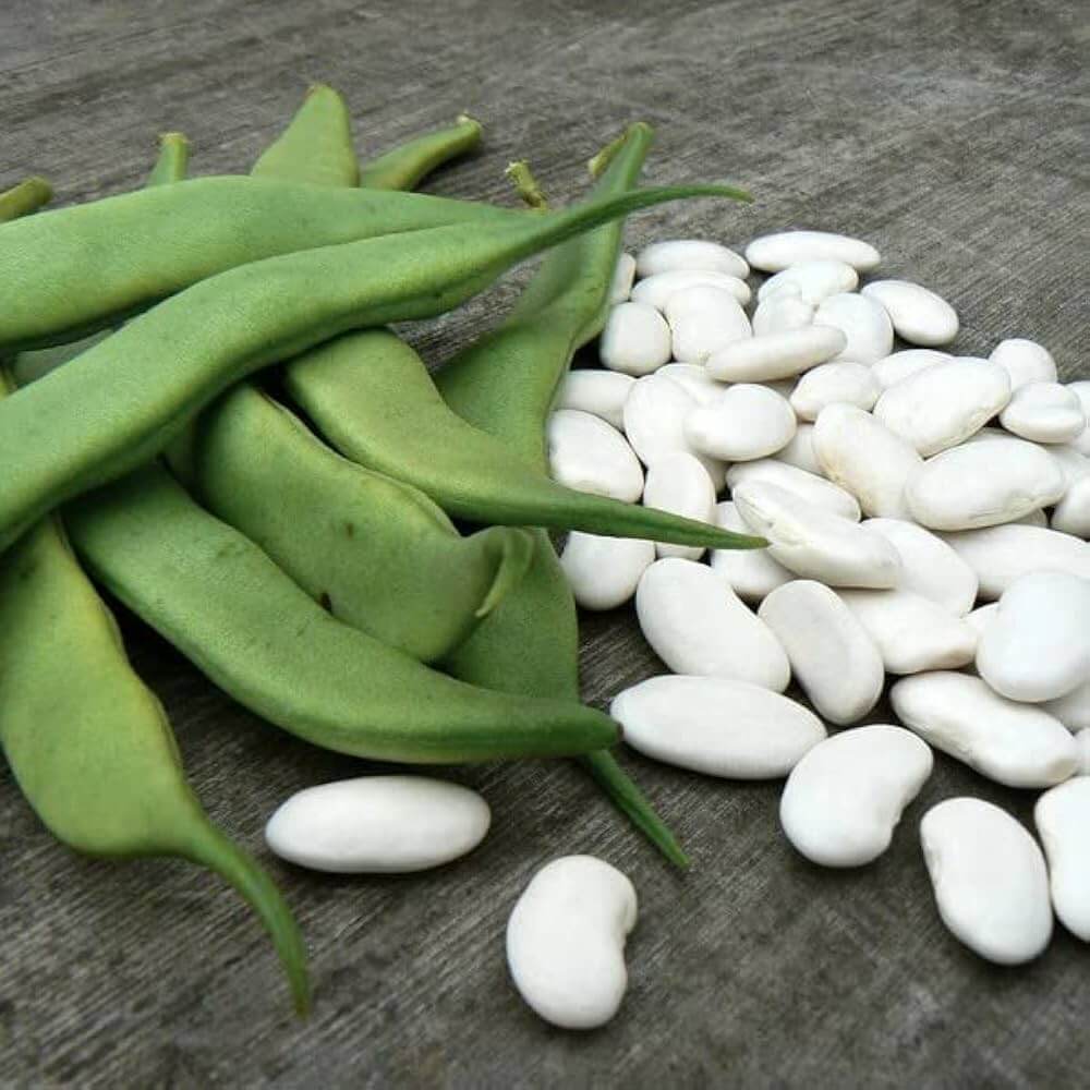 White Cattle Bean Seeds 