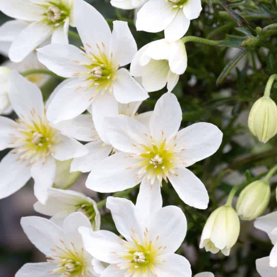 White Clematis Seeds