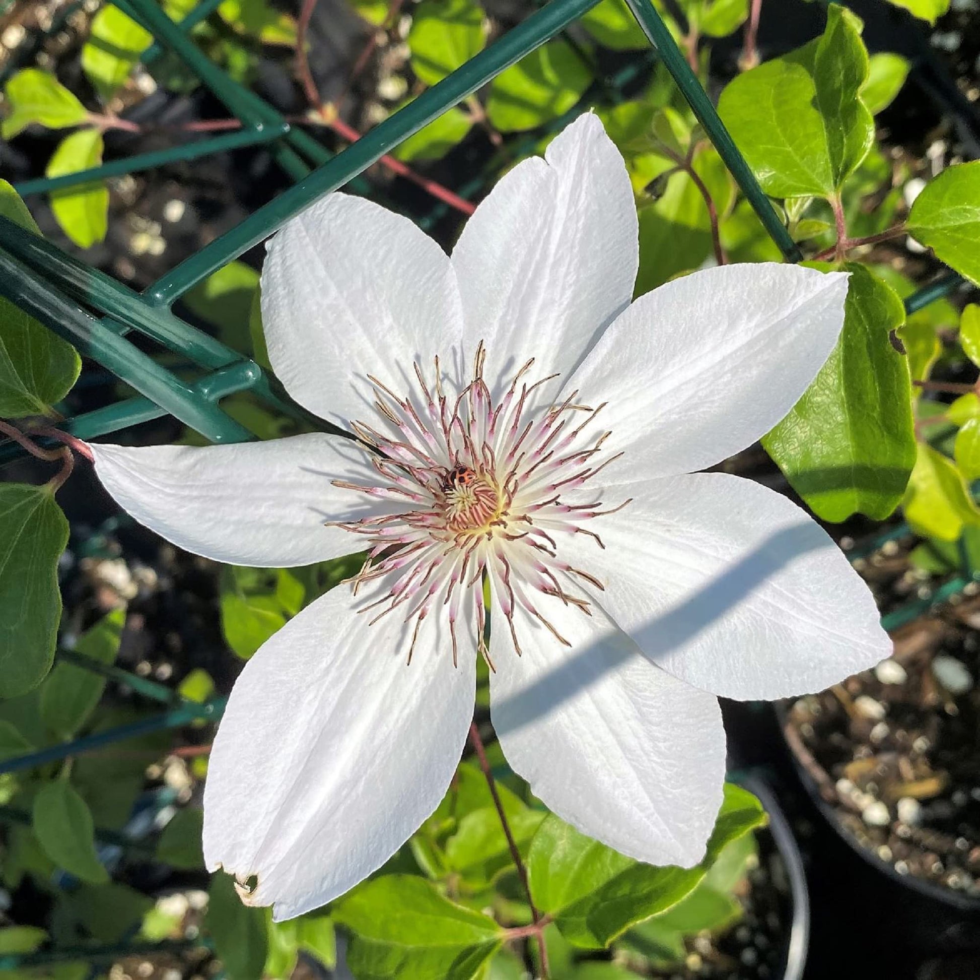 White Clematis Seeds