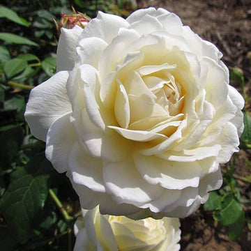 White Climbing Rose Seeds – Wildflower Mix, Heirloom
