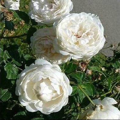 White Climbing Rose Seeds – Wildflower Mix, Heirloom