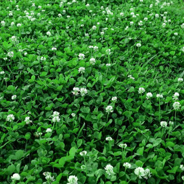 White Clover Plant Micro Clover Seeds