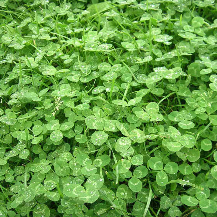 White Clover Plant Micro Clover Seeds
