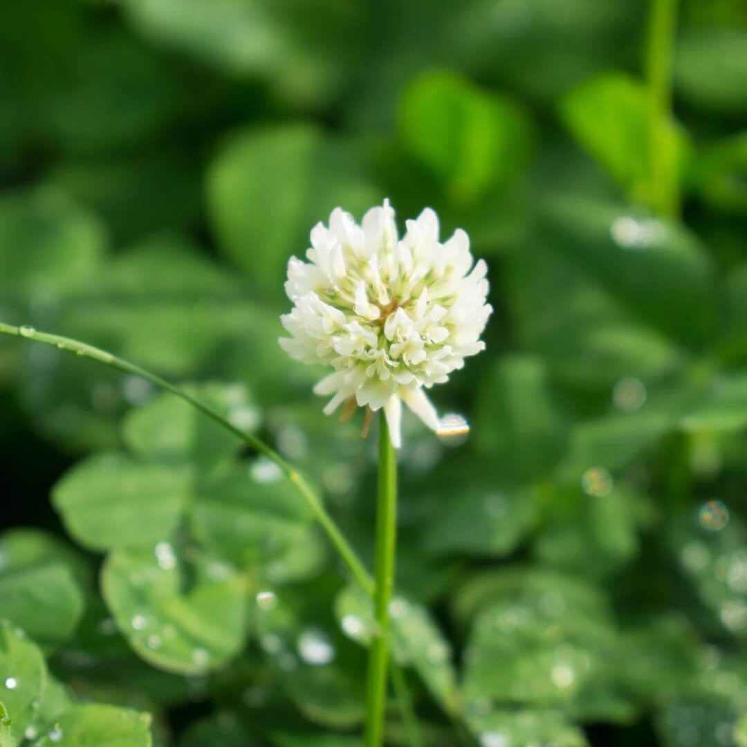 White Clover Plant Micro Clover Seeds