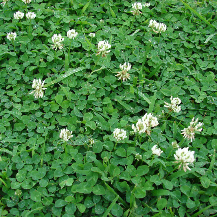 White Clover Plant Micro Clover Seeds