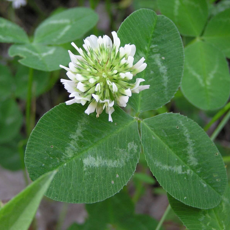 White Clover Seeds 