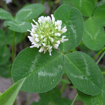 White Clover Seeds 