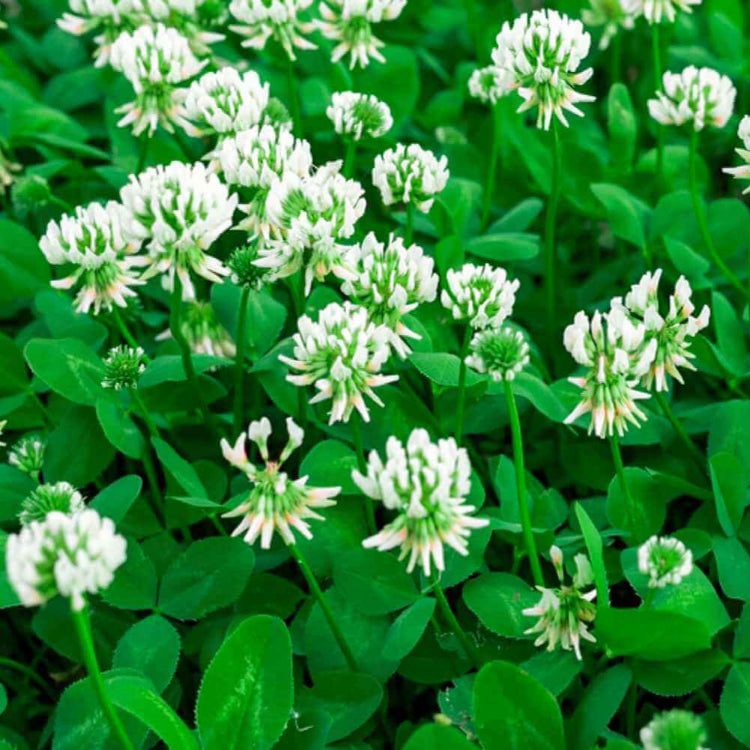 White Clover Seeds 