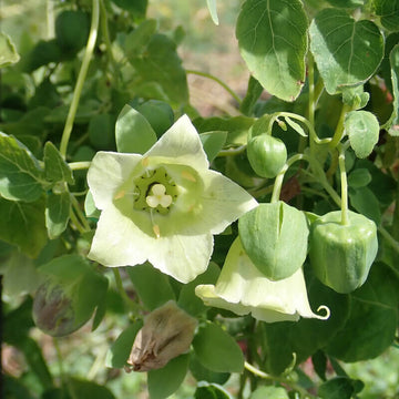 White Codonopsis Pilosula Seeds - Herbal Plant
