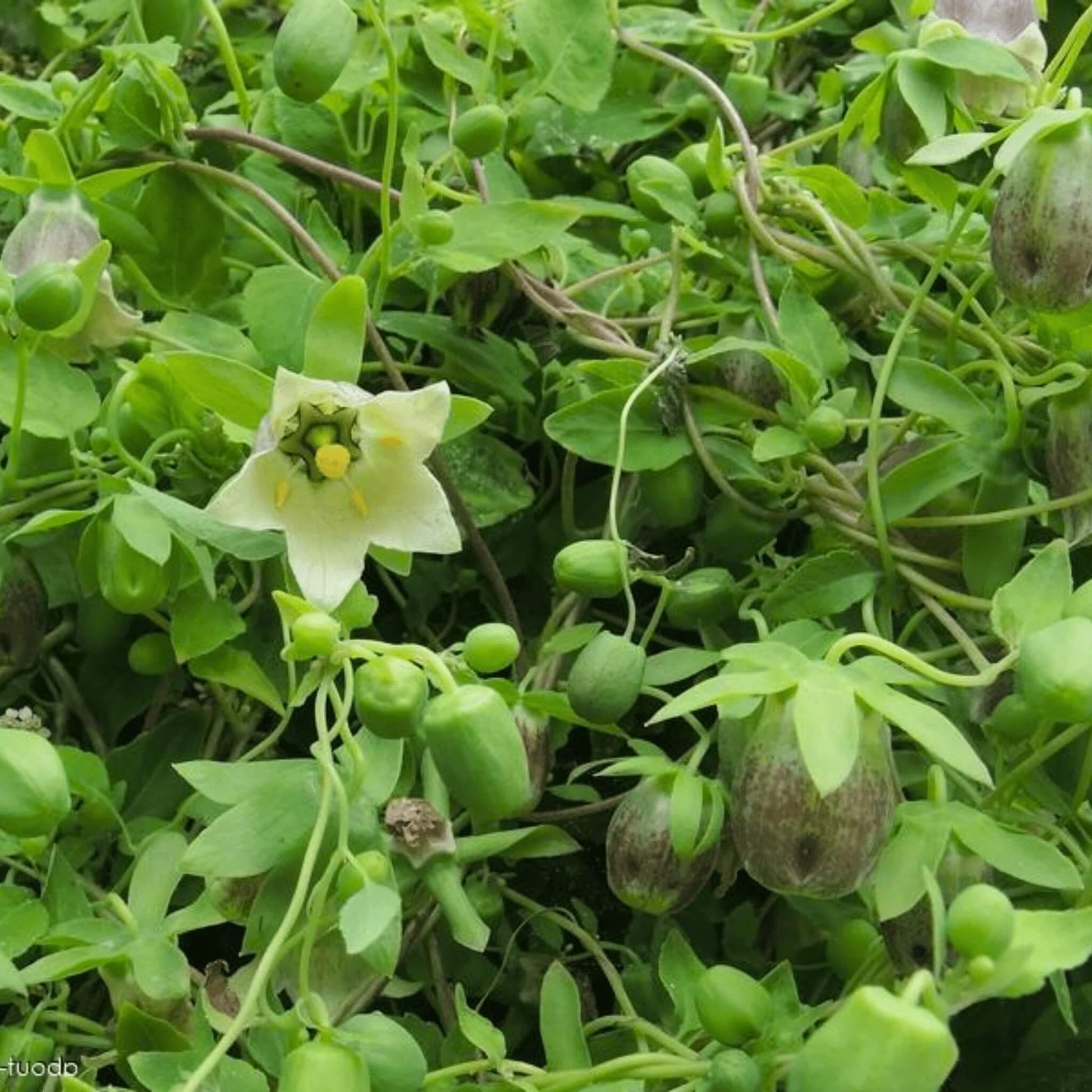 White Codonopsis Pilosula Seeds - Herbal Plant