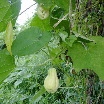 White / Cream Chayote Seeds - Vegetable Plant