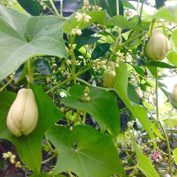 White / Cream Chayote Seeds - Vegetable Plant