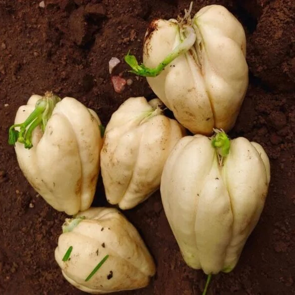 White / Cream Chayote Seeds - Vegetable Plant