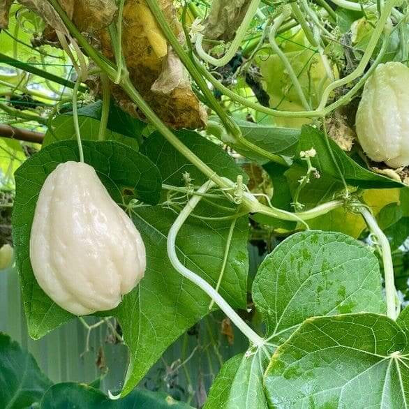White / Cream Chayote Seeds - Vegetable Plant