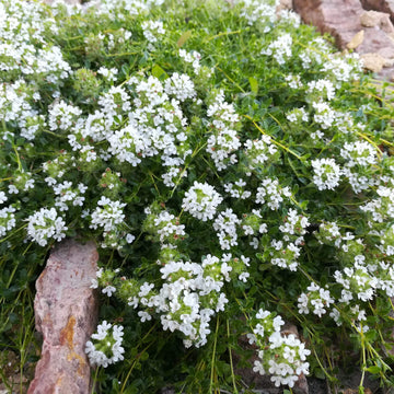 White Creeping Thyme Seeds - Flower Plant