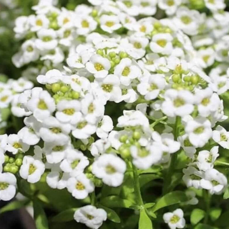 White Creeping Thyme Seeds - Flower Plant