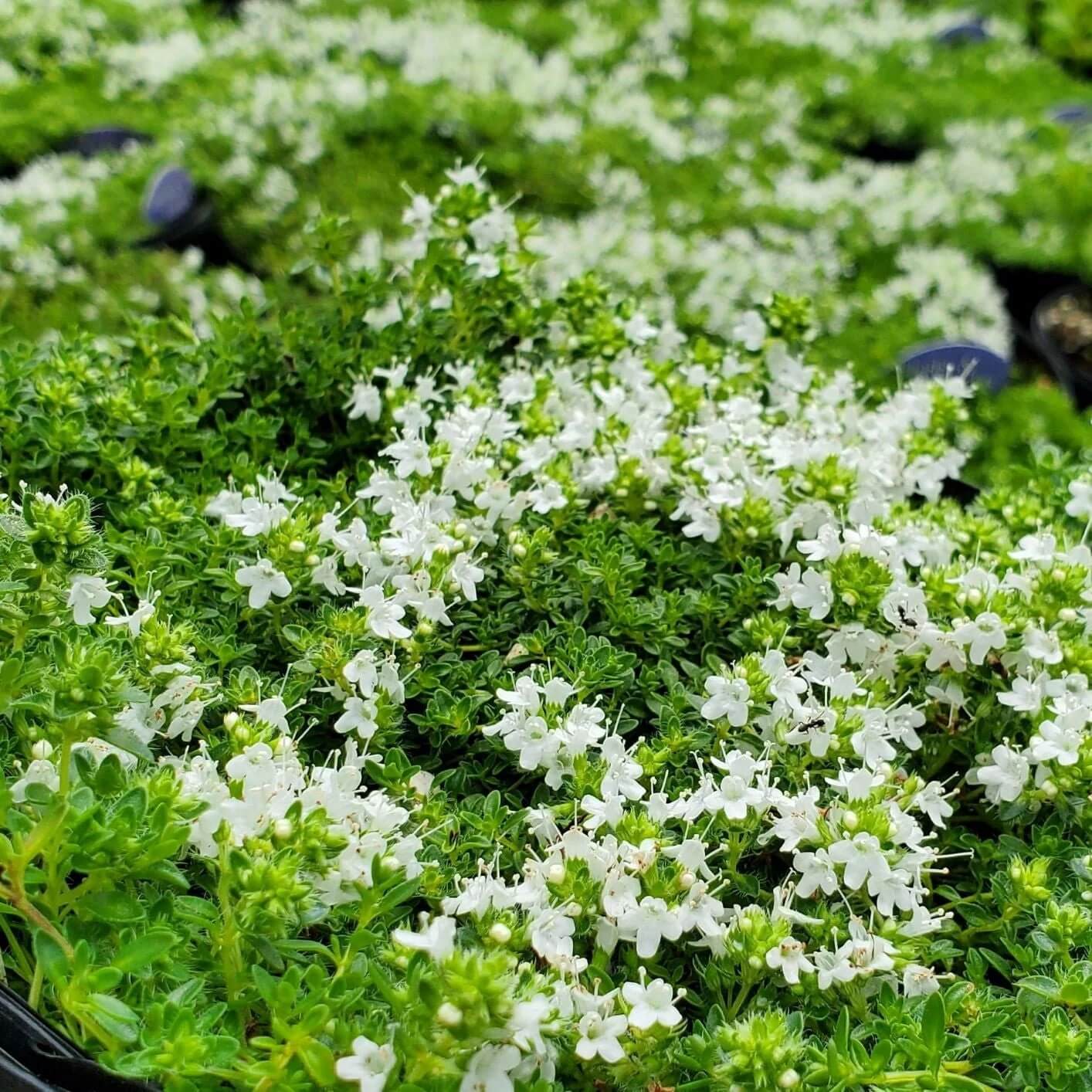 White Creeping Thyme Seeds - Flower Plant