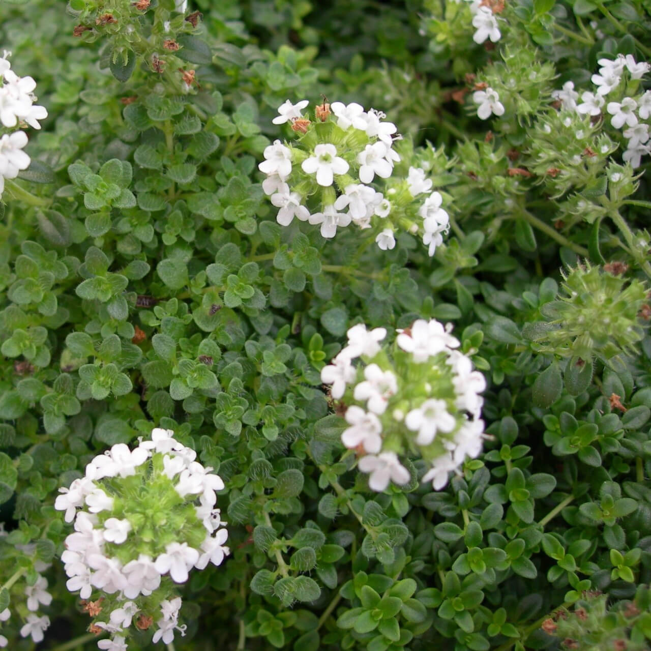 White Creeping Thyme Seeds - Flower Plant