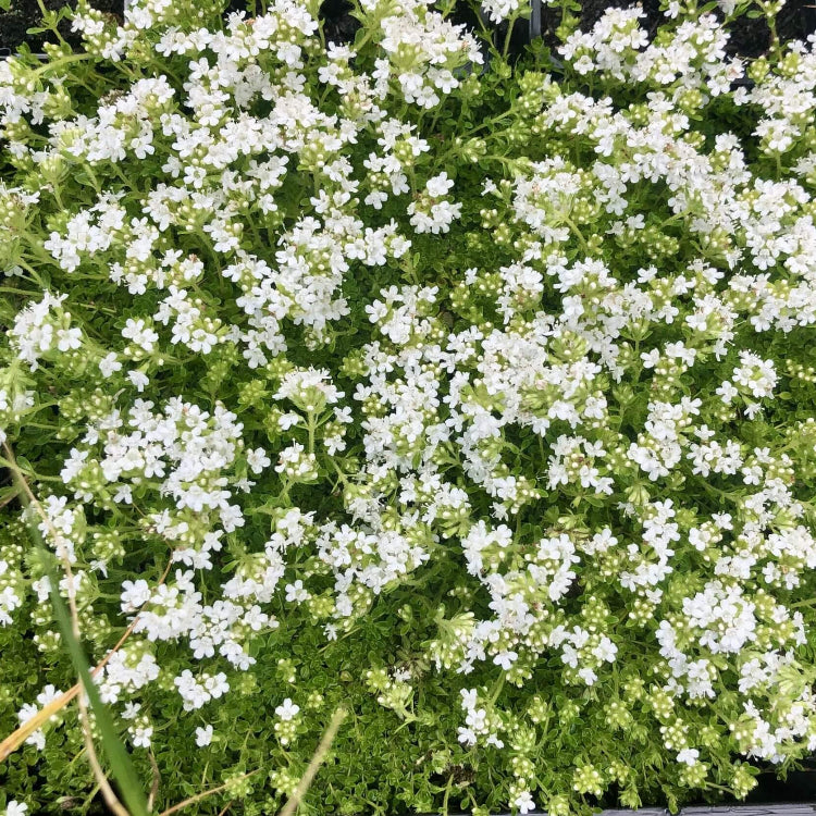 White Creeping Thyme Seeds - Flower Plant