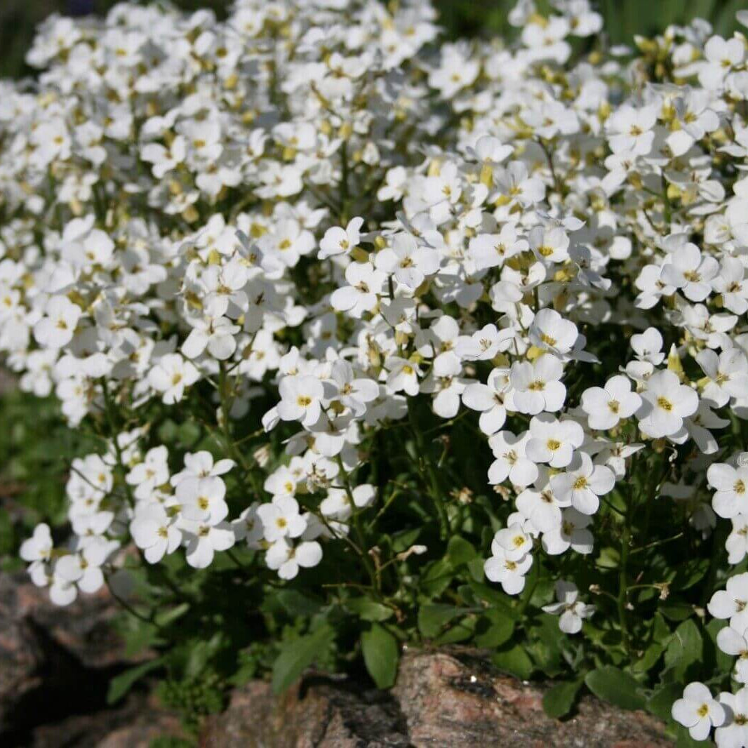 White Creeping Thyme Seeds - Flower Plant