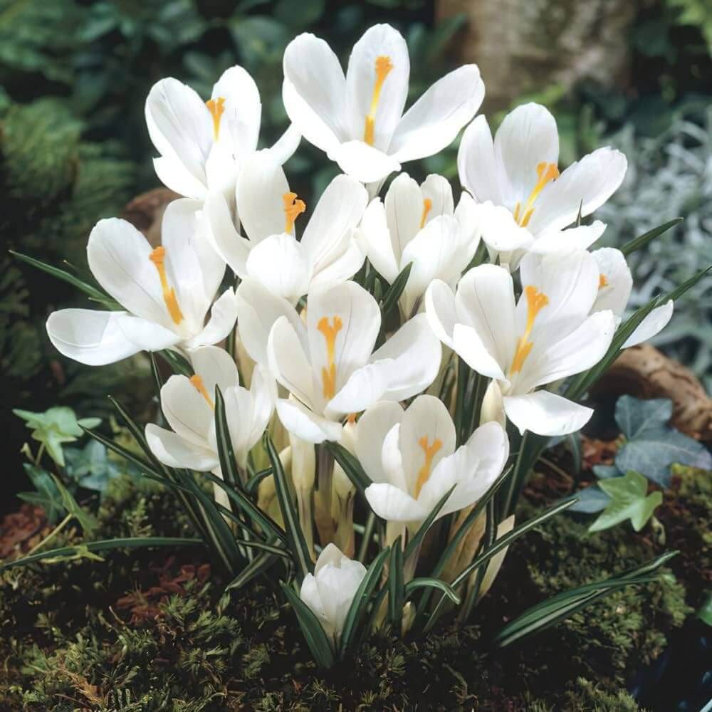 White Crocus Seeds 