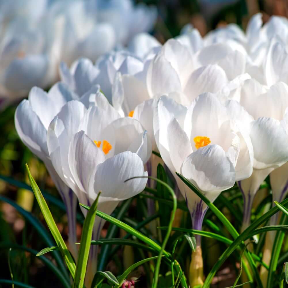 White Crocus Seeds 