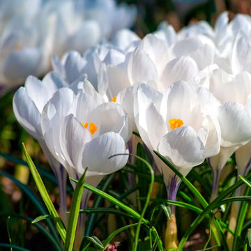 White Crocus Seeds 
