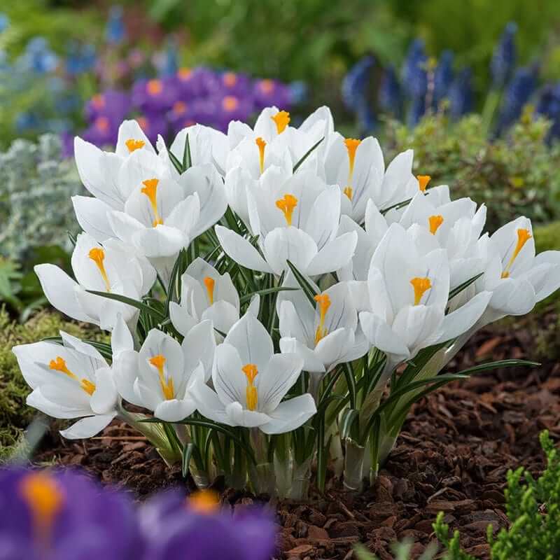 White Crocus Seeds 