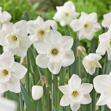 White Daffodil Seeds
