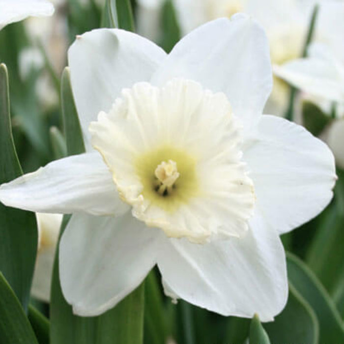 White Daffodil Seeds