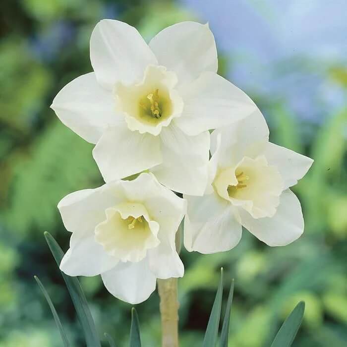 White Daffodils Seeds