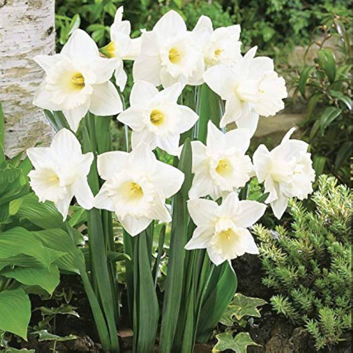 White Daffodils Seeds