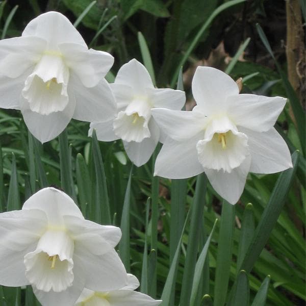 White Daffodils Seeds