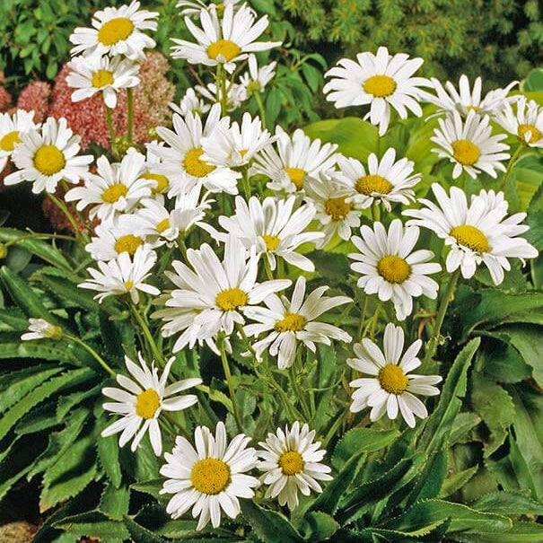 White Daisy Yarrow Seeds