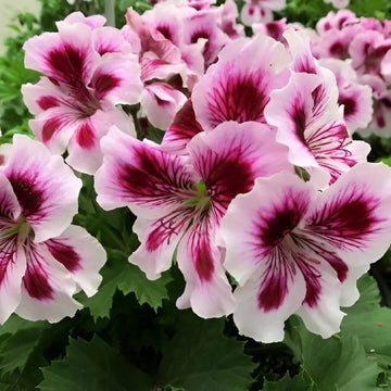 White Dark Red Geranium Seeds