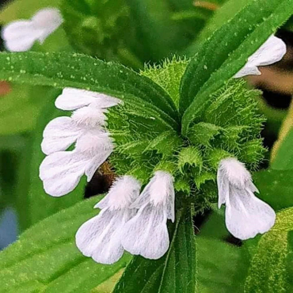 White Donda Leucas Aspera Seeds