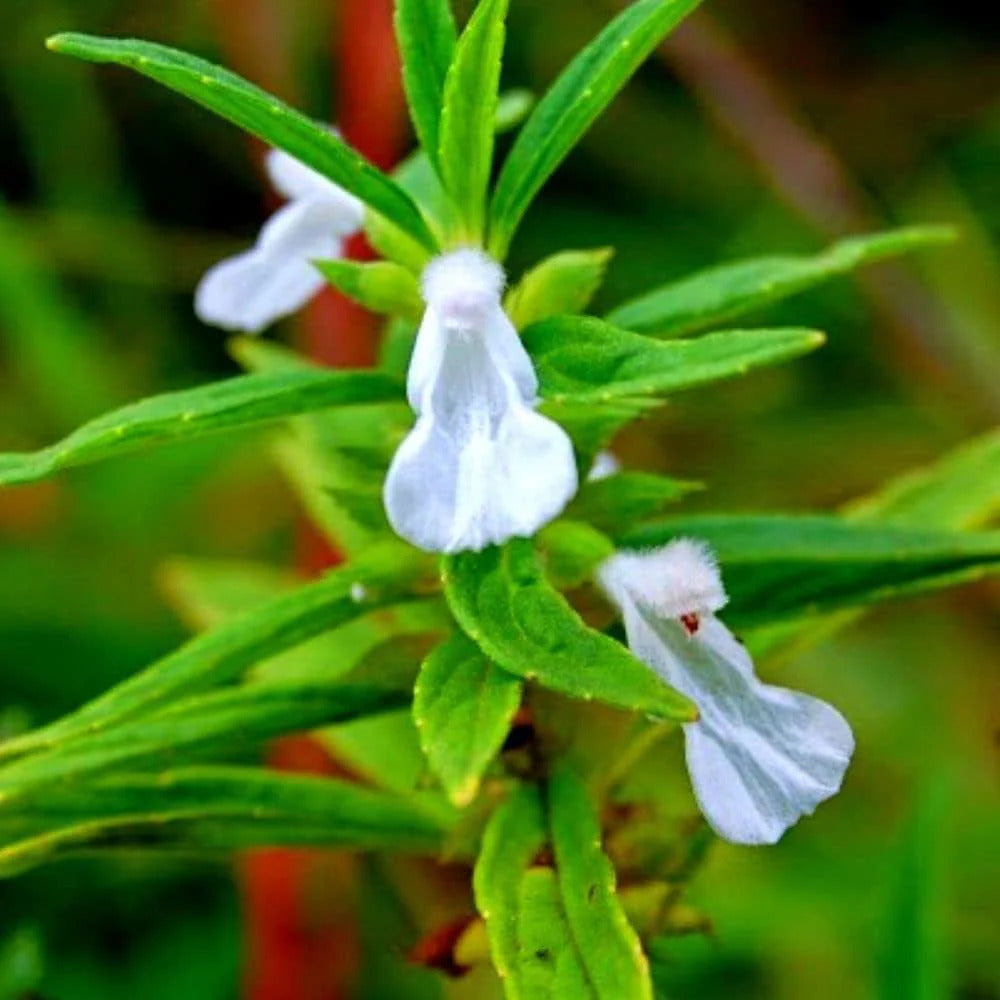 White Donda Leucas Aspera Seeds