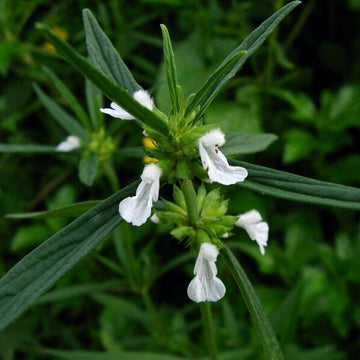 White Donda Leucas Aspera Seeds