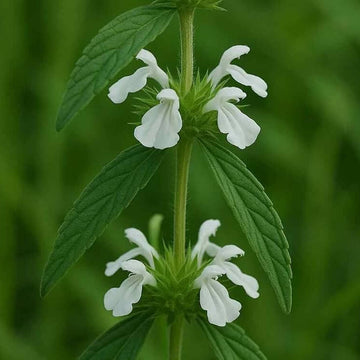 White Donda Leucas Aspera Seeds