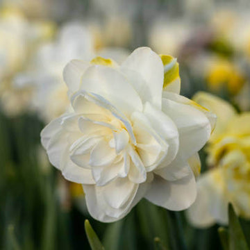  White Double Petal Daffodil seeds 