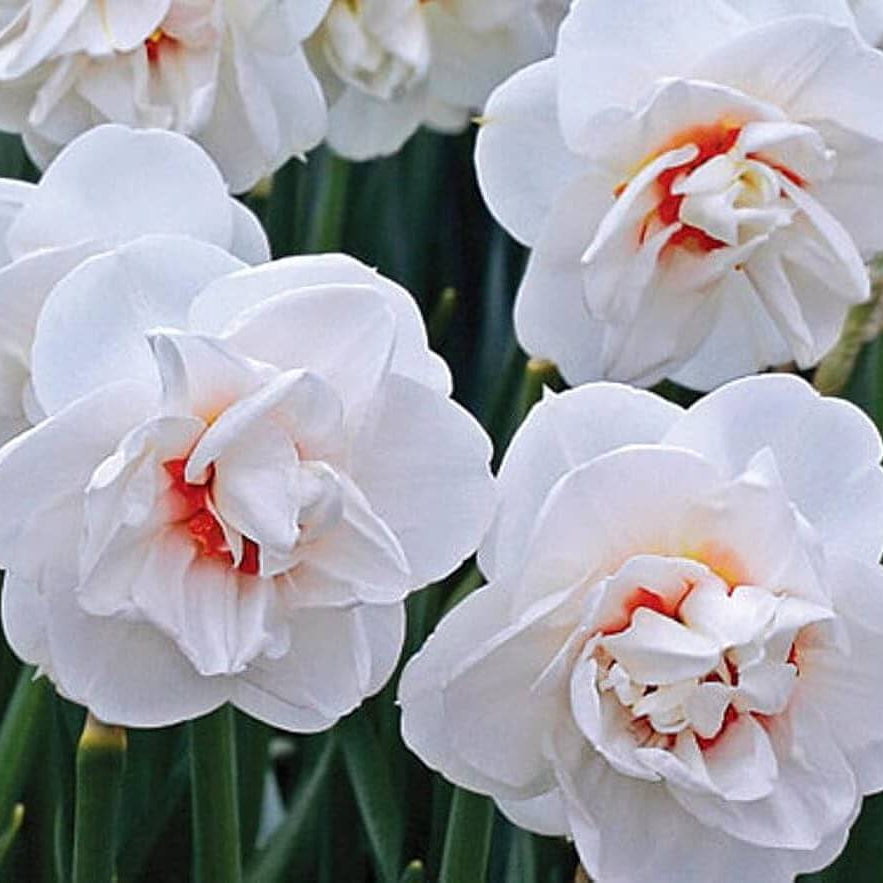  White Double Petal Daffodil seeds 