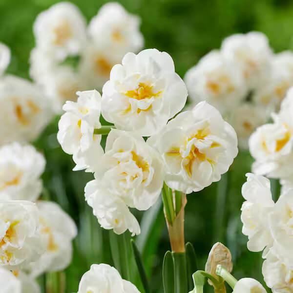  White Double Petal Daffodil seeds 